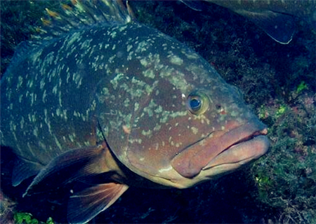 2018年石斑鱼价格多少钱一斤