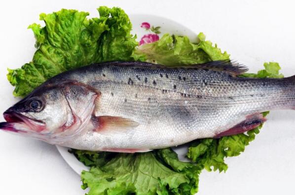 2018鲈鱼价格多少钱一斤?养殖前景和成本利润