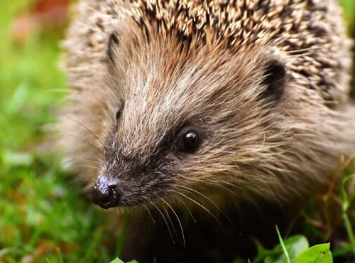 刺猬多少钱一只?喜欢吃什么东西?养殖成本及