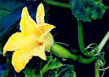 南瓜几月份播种?什么时间种植最好?亩产量一