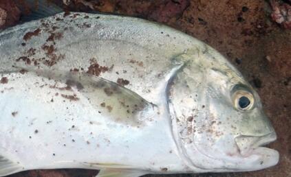 2018年鲳鱼苗价格多少钱一尾?如何养殖?