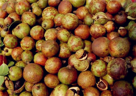 2018年种油茶国家有什么优惠政策?补贴标准是