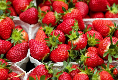 水果皇后草莓一年结几次果?果期怎么管理才能