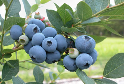 人间圣果蓝莓一年开几次花?结几次果?一个花