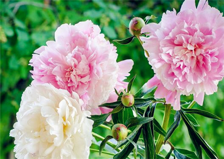 花中之王牡丹什么时候种植最好?什么时候开