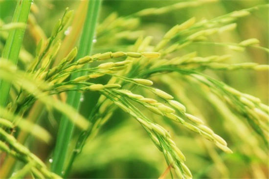 一年生植物水稻恶苗病是什么?怎么引起的?用