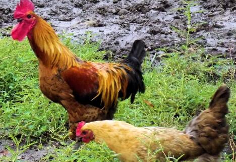 2018年养鸡赚钱吗 养鸡行情预测是好是坏?