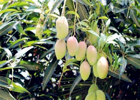 芒果什么季节吃最好?几月份成熟?什么品种最