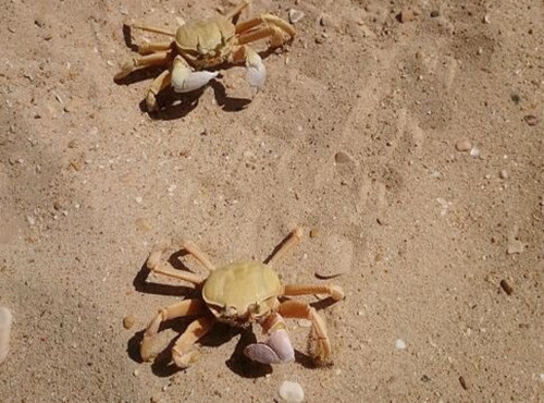 甲壳类动物螃蟹有几条腿?喜欢吃什么?常见的养殖方式有哪些? -