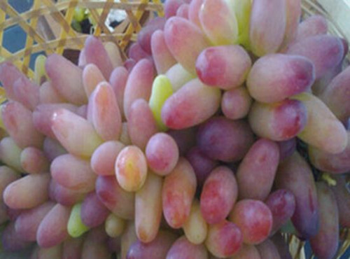 美人指葡萄多少钱一斤?是转基因食品吗?如何