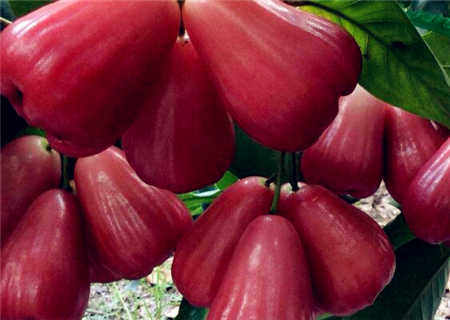 水果莲雾(洋蒲桃)2018卖多少钱一斤?种植几年