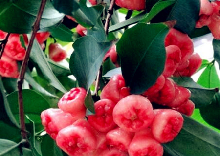 水果莲雾(洋蒲桃)2018卖多少钱一斤?种植几年