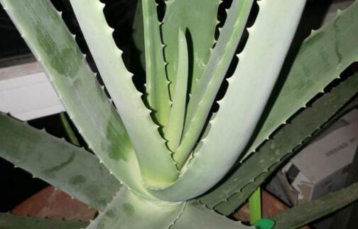 市面上库拉索芦荟价格多少钱一株?什么时候开