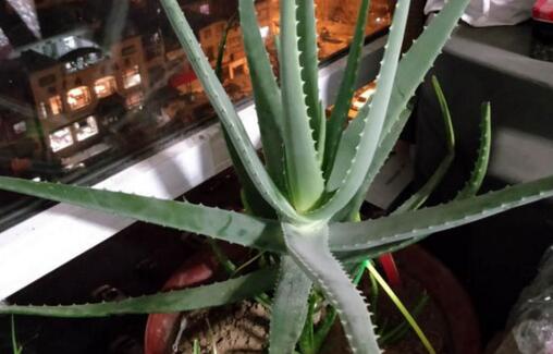 市面上库拉索芦荟价格多少钱一株?什么时候开