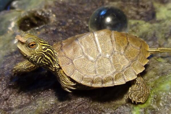 爬行纲锦龟和巴西龟有什么区别?好养吗?哪种