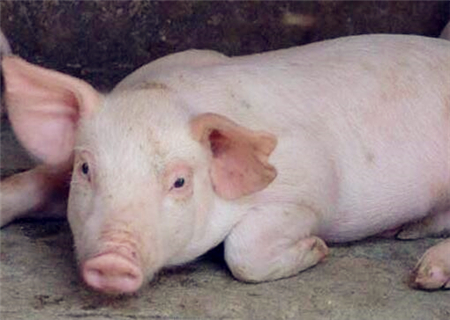 养殖100头猪要多少亩地?投资多少成本?赚钱吗