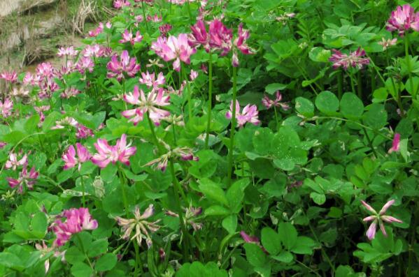 豆科紫云英种子价格多少钱一斤?什么时候播种