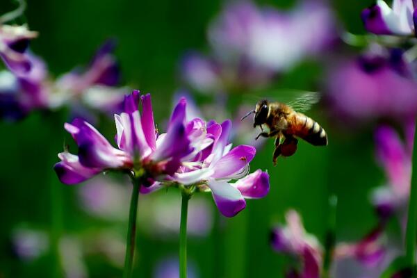 豆科紫云英种子价格多少钱一斤?什么时候播种