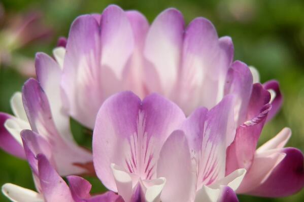 豆科紫云英种子价格多少钱一斤?什么时候播种