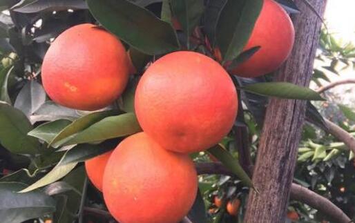 橙子中的贵族血橙一般多少钱一斤?和普通橙