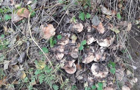 野生食菌杨树口蘑一斤大概多少钱?可以人工种