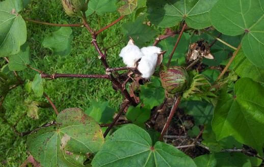 棉花一般什么时候种植？几月收获？棉花播种前应注意什么？