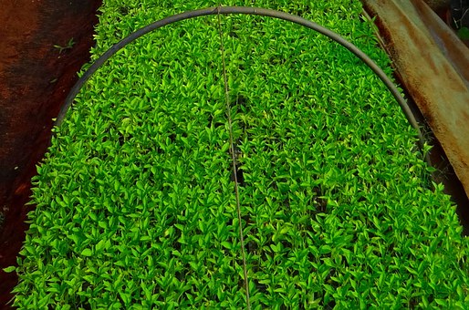 茄目茄科植物辣椒什么时候育苗?怎么培育才高