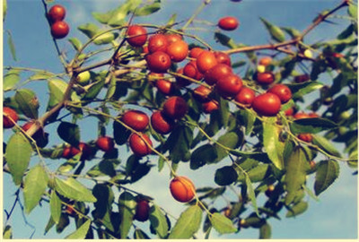 现在酸枣价格多少钱一斤?种植前景及经济效益