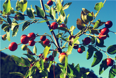 现在酸枣价格多少钱一斤?种植前景及经济效益