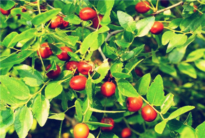 现在酸枣价格多少钱一斤?种植前景及经济效益