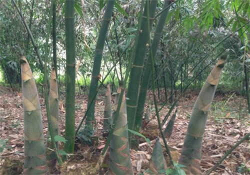 第一绿色保健食品麻竹笋市场价格多少钱一斤