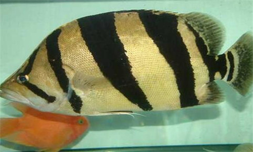 鲈形目虎鱼长什么样子?它吃什么食物?如何饲