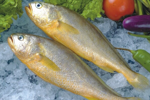 黄瓜鱼和黄花鱼一样吗?如何识别两者的区别?