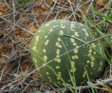 药西瓜是什么?可以做杀虫剂?有哪些功效及作用?