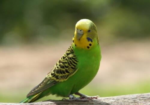 目前养殖虎皮鹦鹉赚钱吗?价格多少钱一只?它