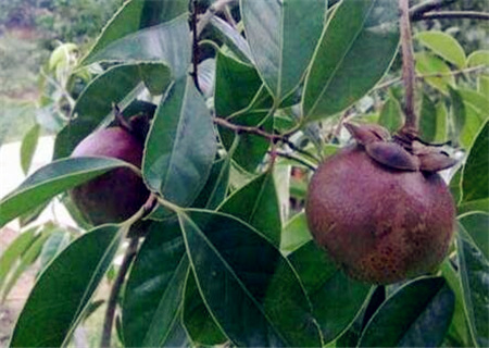 现在山竹价格最高一斤卖400元,价值在哪里?2