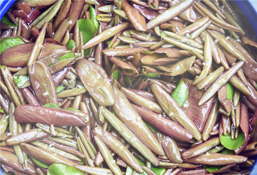 多年生水生植物莼菜是什么菜?一般多少钱一斤