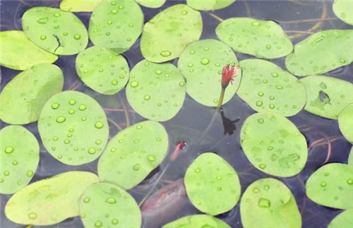 多年生水生植物莼菜是什么菜?一般多少钱一斤