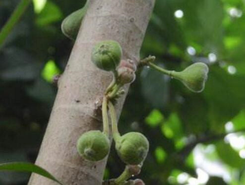 木瓜榕价格多少钱一斤?怎么吃?有哪些功效及