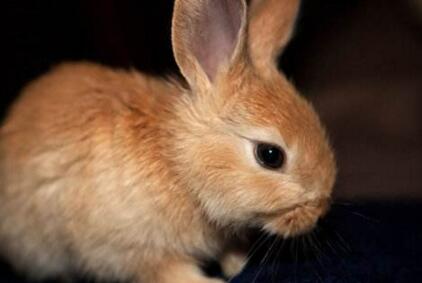 宠物公主兔价格多少钱一只?它能长多大?好养