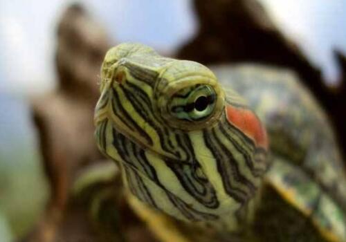 目前市场上巴西龟价格多少钱一只?怎么分公母