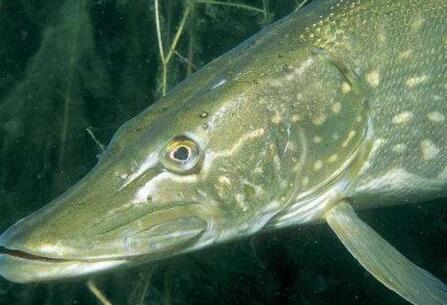 在农村养什么淡水鱼好赚钱回报高?这里推荐几