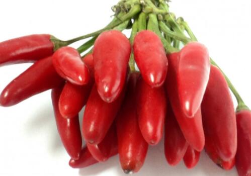 火锅必备的辣椒一般什么时候开花?施什么肥