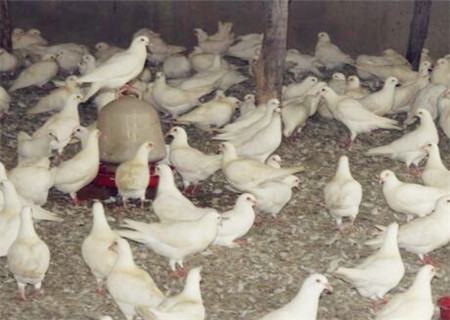 养50-300对肉鸽子一年利润多少?能赚多少钱?