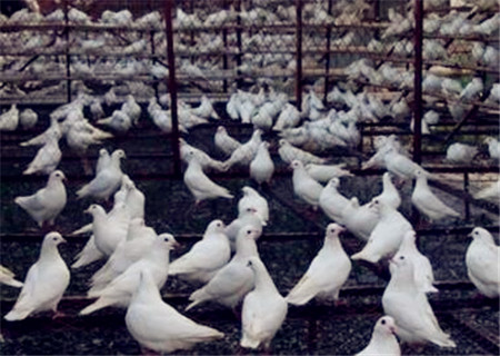 养50-300对肉鸽子一年利润多少?能赚多少钱?