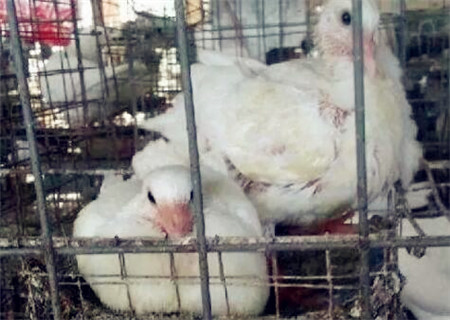 养50-300对肉鸽子一年利润多少?能赚多少钱?