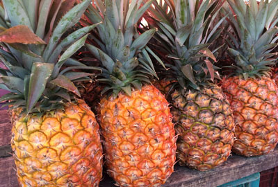 热带水果菠萝(凤梨)批发价多少钱一斤?是热性