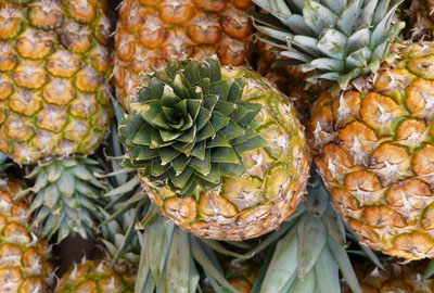 热带水果菠萝(凤梨)批发价多少钱一斤?是热性