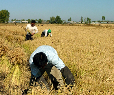 种粮补贴惠农政策的出台_土地补贴取消没有_