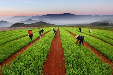 2015年国家有哪些种植业补贴政策